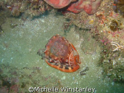 Shell found at Inside Edge - Aliwal Shoal. by Michelle Winstanley 